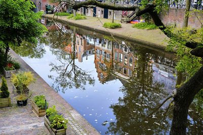 High angle view of trees in water