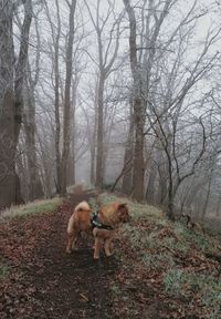 Dog in a forest