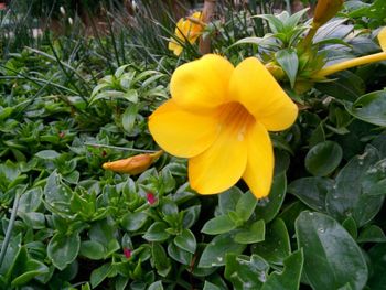 Close-up of yellow flower