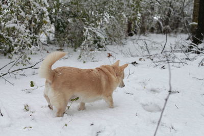 White dog navigating through snowy ground