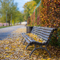 Bench in a park covered by leaves in berlin / germany