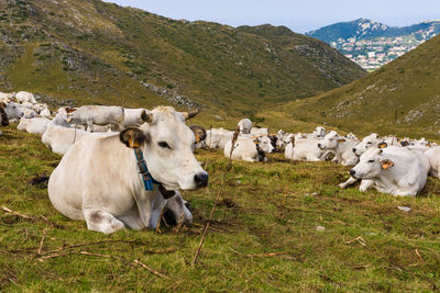 Cows resting on field against hills