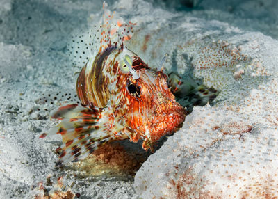 Close-up of fish underwater