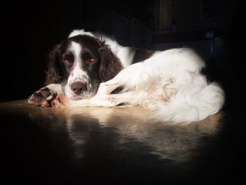 Close-up portrait of dog lying down on black background