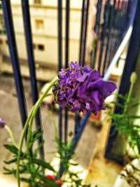 Close-up of purple flowers