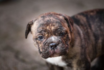 Close-up of english bulldog puppy looking away