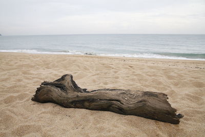 Driftwood in sand on beach against sky