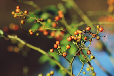 Close-up of berries growing on tree