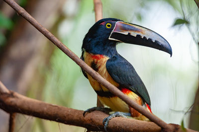 Collared aracari - pteroglossus torquatus perching on a branch