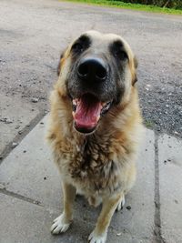 Portrait of dog on footpath