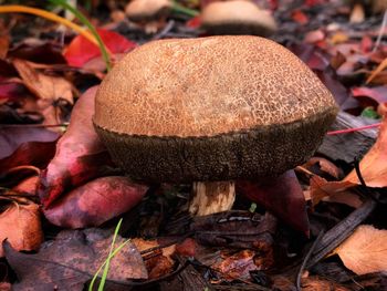 Close-up of mushrooms growing on field