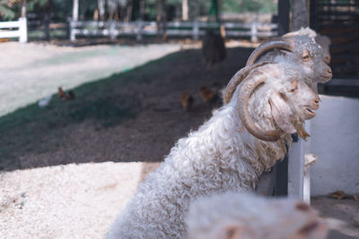 Dog looking away on road