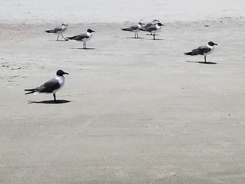 High angle view of seagulls on beach