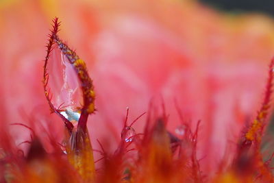 Close-up of plant