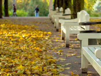 Empty bench in park during autumn
