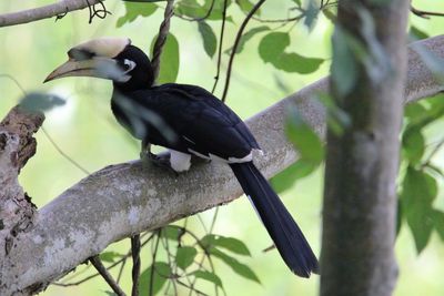 Low angle view of bird perching on branch