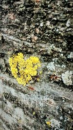 Full frame shot of flowers