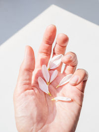 Top view on woman hand with six white chamomile petals. sunlight and shadows. symbol of fragility