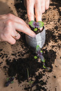 Home plant growing concept. human hands transplant seedlings into separate containers with soil