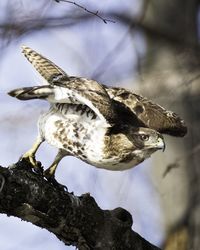 A juvenile red tailed hawk at the moment of flight