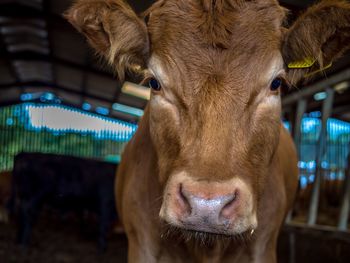 Close-up portrait of cow