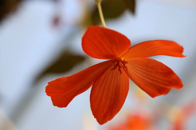 Close-up of red flowering plant