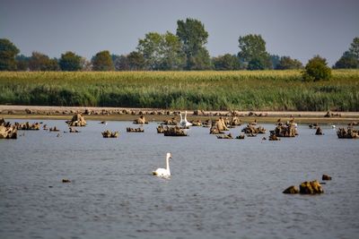 View of birds in lake