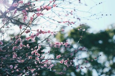 Close-up of cherry blossom tree