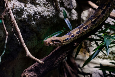 Close-up of snake on tree