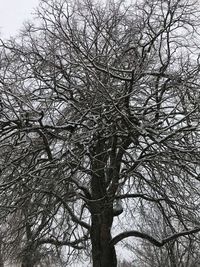 Low angle view of bare tree