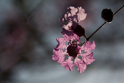 Close-up of pink flowers