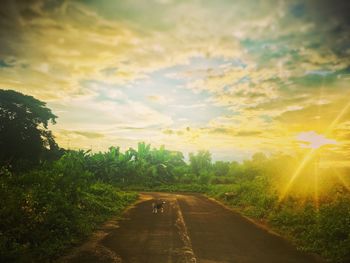 Road amidst trees on field against sky at sunset