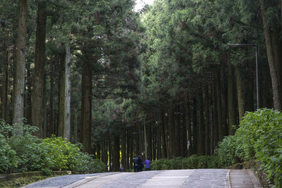 Walkway amidst trees in garden