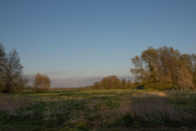 Scenic view of field against clear sky