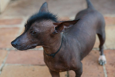 Mexican hairless dog  iii , cuba