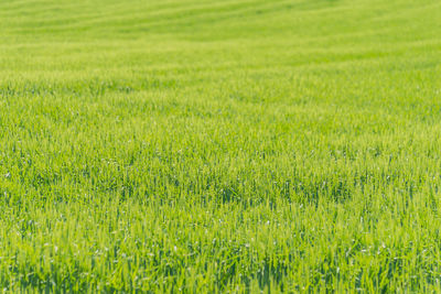 Full frame shot of fresh green field