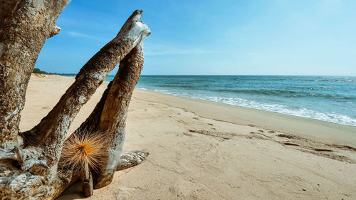 Scenic view of beach against sky