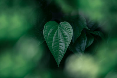 Close-up of heart shape leaf