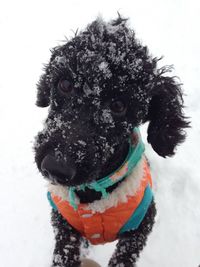 Close-up of dog on snow covered over white background