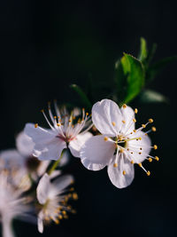 Close-up of white cherry blossoms