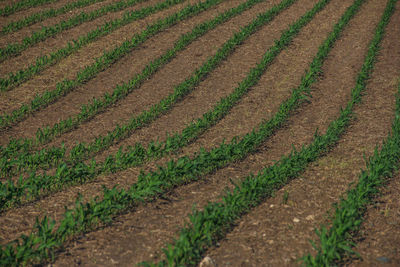 Close-up of plants growing in field