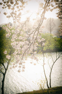 Cherry blossom tree against sky