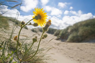 Close-up of yellow flowers blooming against sky