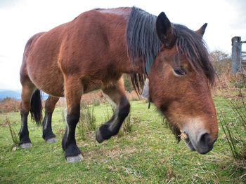 Horse standing on field