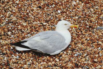 Close-up of seagull on pebbles
