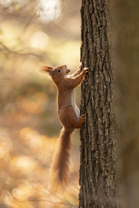 Close-up of squirrel on tree trunk