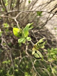 Close-up of green plant