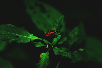 Close-up of ladybug on leaf