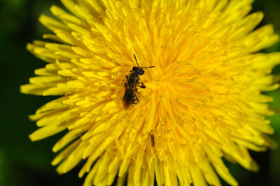 Close-up of a wasp on a flower