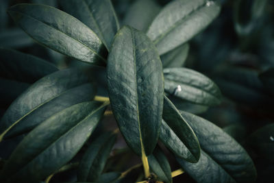 Full frame of leaves, natural background in green.